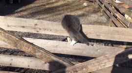 Swedish kitten trying to catch its tail