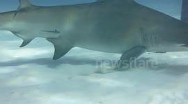 Hammerhead shark steals large baitfish from diver