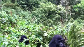 Mountain Gorillas in Uganda