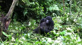 Mountain Gorillas in Uganda