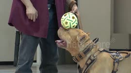 Pit Bull Balancing a Ball on His Head