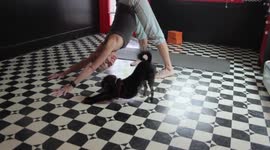 Dog performs excellent 'downward dog' yoga move