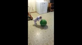 Puppy practices basketball dribbling