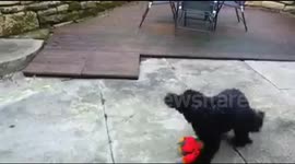 10-week-old cockerpoo takes on big brother in cute fight to win back toy