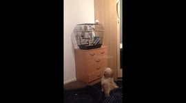 Puppy wants to play