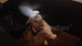 Budgie likes to play with puppy's fur