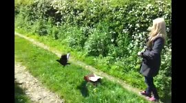 Injured bird flies free after recovery