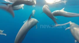 Dolphins swim alongside boat off coast of Mexico