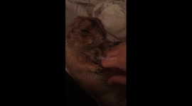 Coco the prairie dog falls asleep while getting his belly rubbed