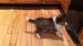 Puppy plays with his reflection