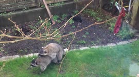 The raccoon 'Heimlich Manoeuvre'