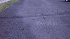 Is this rat hunting birds?