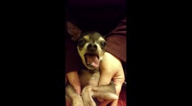 Chihuahua makes some very strange sounds