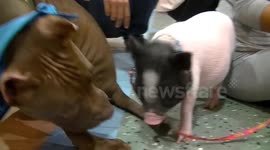 Pit-bull terrier punches piglet in the head