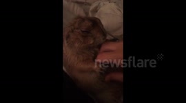Prairie dog falls asleep while getting its belly rubbed