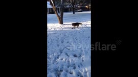 BUSTER BROWN GETTING PAPER IN SNOW