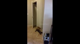 Kitty 1 Bag 0