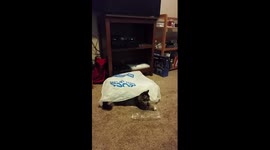 Coco Catches Her Own Tail