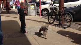 Cute koala strolls down a sidewalk in Australia