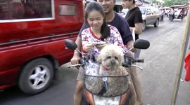 Dog on a motorbike