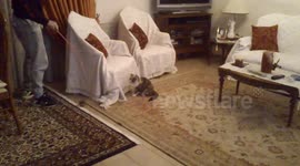 Cat jumps amazingly high for toy