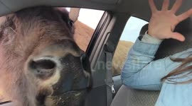 Buffalo licks woman's face through open car window