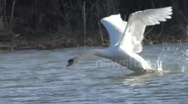 Swans fighting