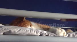 Cat Trying to Stay Awake