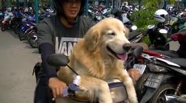 Dog rides on Moped in Thailand
