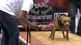 Pit bull bitch pulling weights
