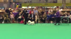 Bichon Frise Showing @ Crufts 2015