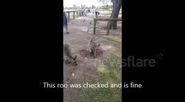 Sneezing Kangaroo
