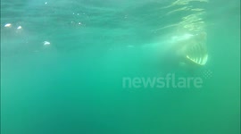 UNDERWATER Basking Shark UK