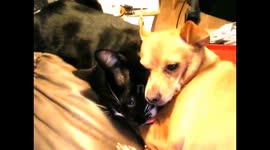 Tuxie Cat grooming Chipin Dog