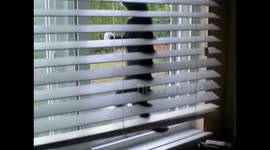 Kitten tries to escape