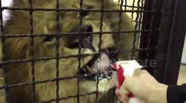 Lion licks man's hand