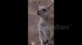 This is how a kangaroo sneezes