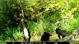 2 Bears and a Bat