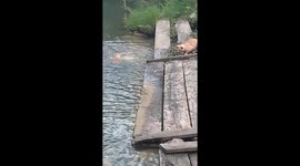 RAW- Yellow cat catches fish in a seconds