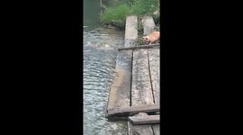 Lightening-fast cat catches fish in the blink of an eye in Indonesia