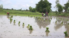 Thai farmers planting rice by hand in a paddy field in Thailand.