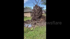 US: Hurricane Delta’s Ferocious Winds Uproot Trees In Baton Rouge, Louisiana