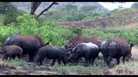 Rare Rhino sighting of three mother and three baby Rhino playing together