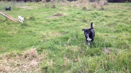 Retired Farmdog and Baby Lamb Play Fetch