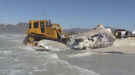 Huge humpback whale carcass removed from Cape Town beach