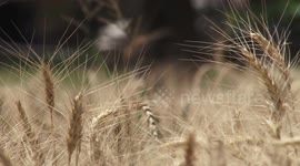 Argentina becomes the first country to approve genetically modified wheat