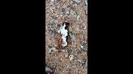 Ants feed