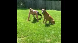K9 police dog impresses owners by doing push-ups