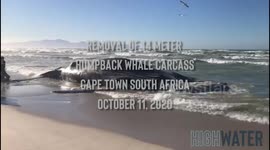 Humpback Whale Carcass Removal, Cape Town, Oct 11 2020