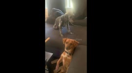 'Who ate the chocolate?' Pet dog tattles on fellow snack-stealing pooch